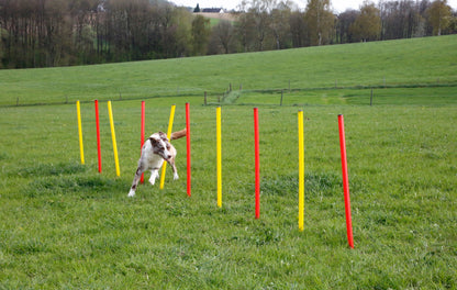 AGILITY spretnostni komplet za psa - rumen/rdec
