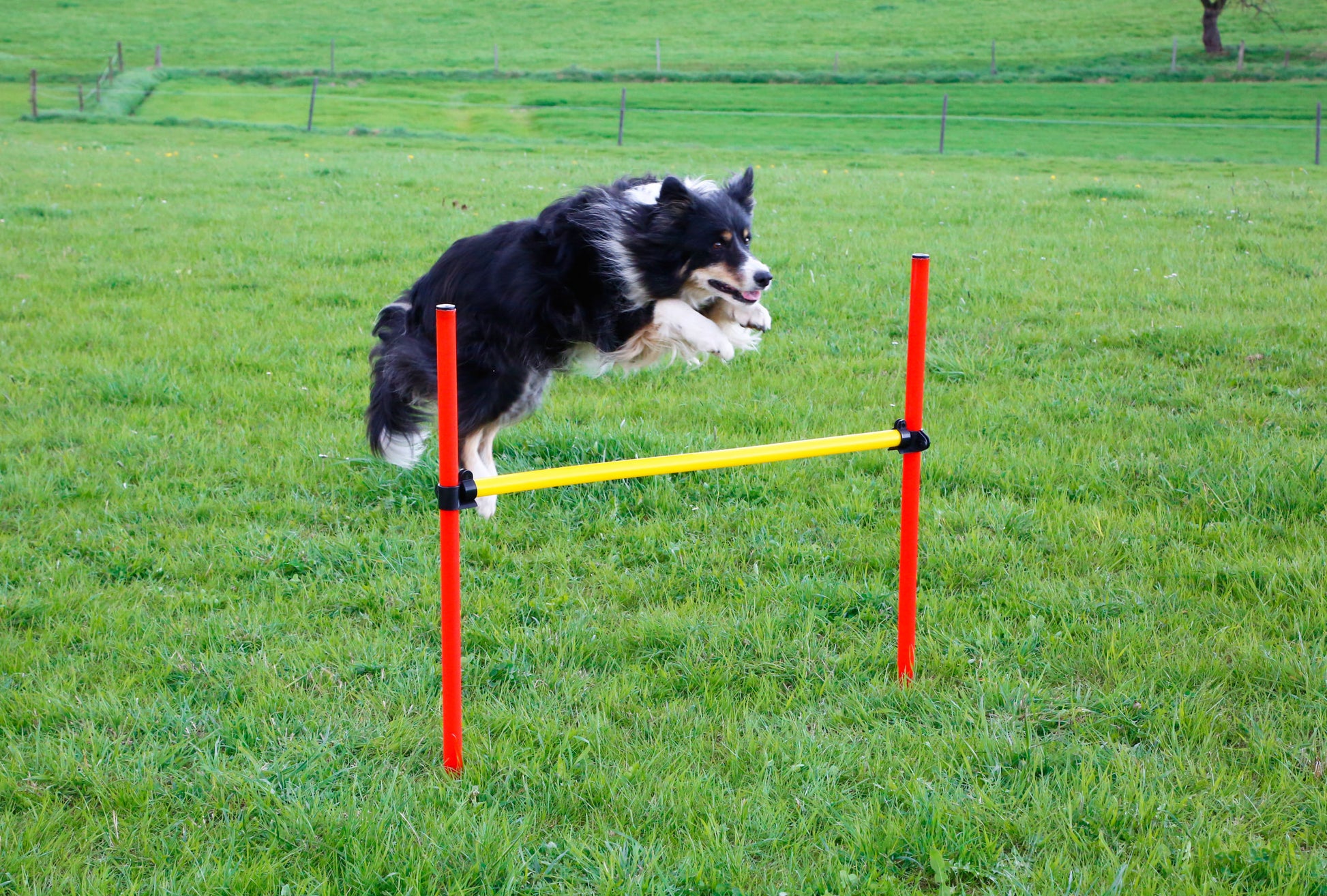 AGILITY spretnostni komplet za psa - rumen/rdec