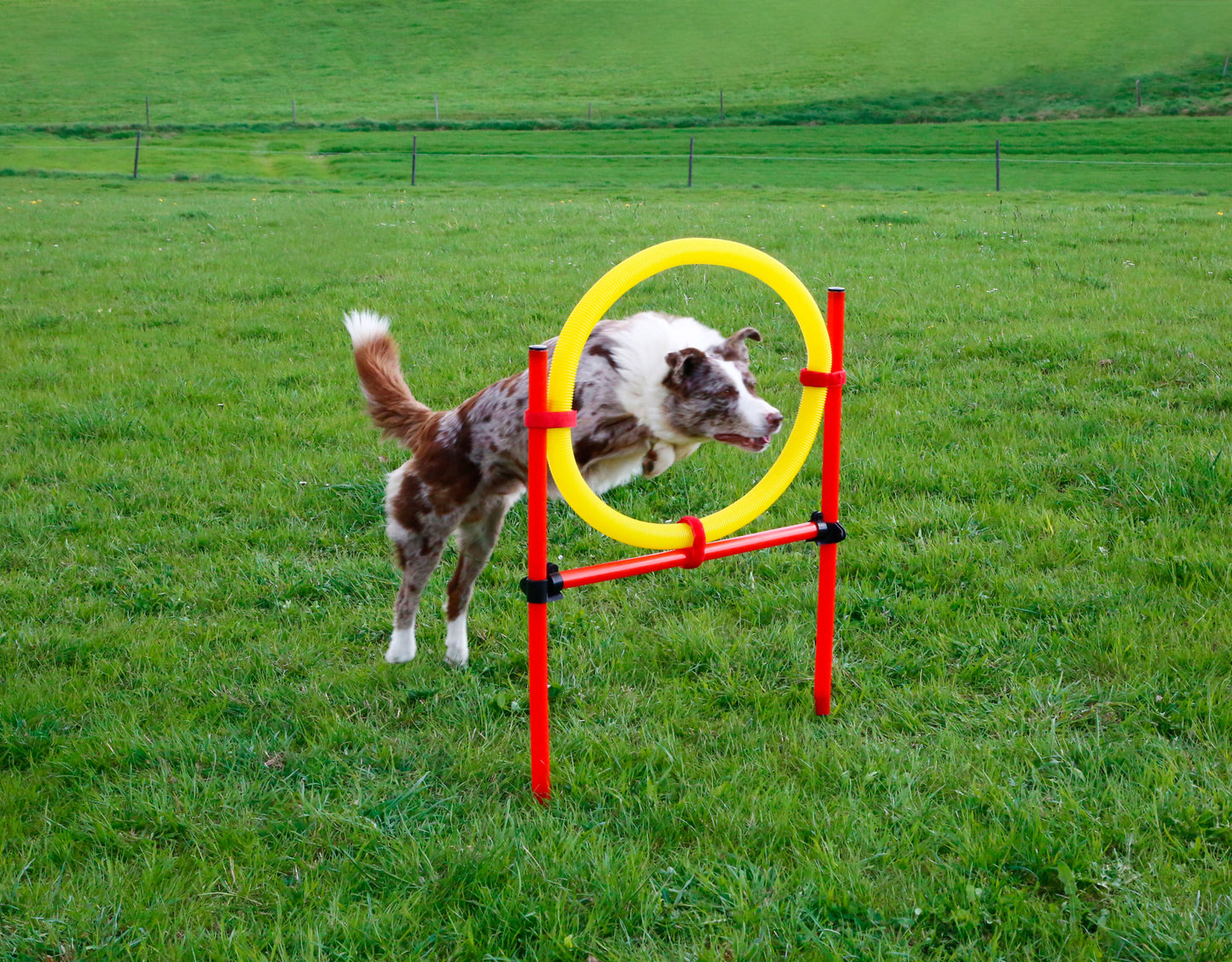 AGILITY spretnostni komplet za psa - rumen/rdec