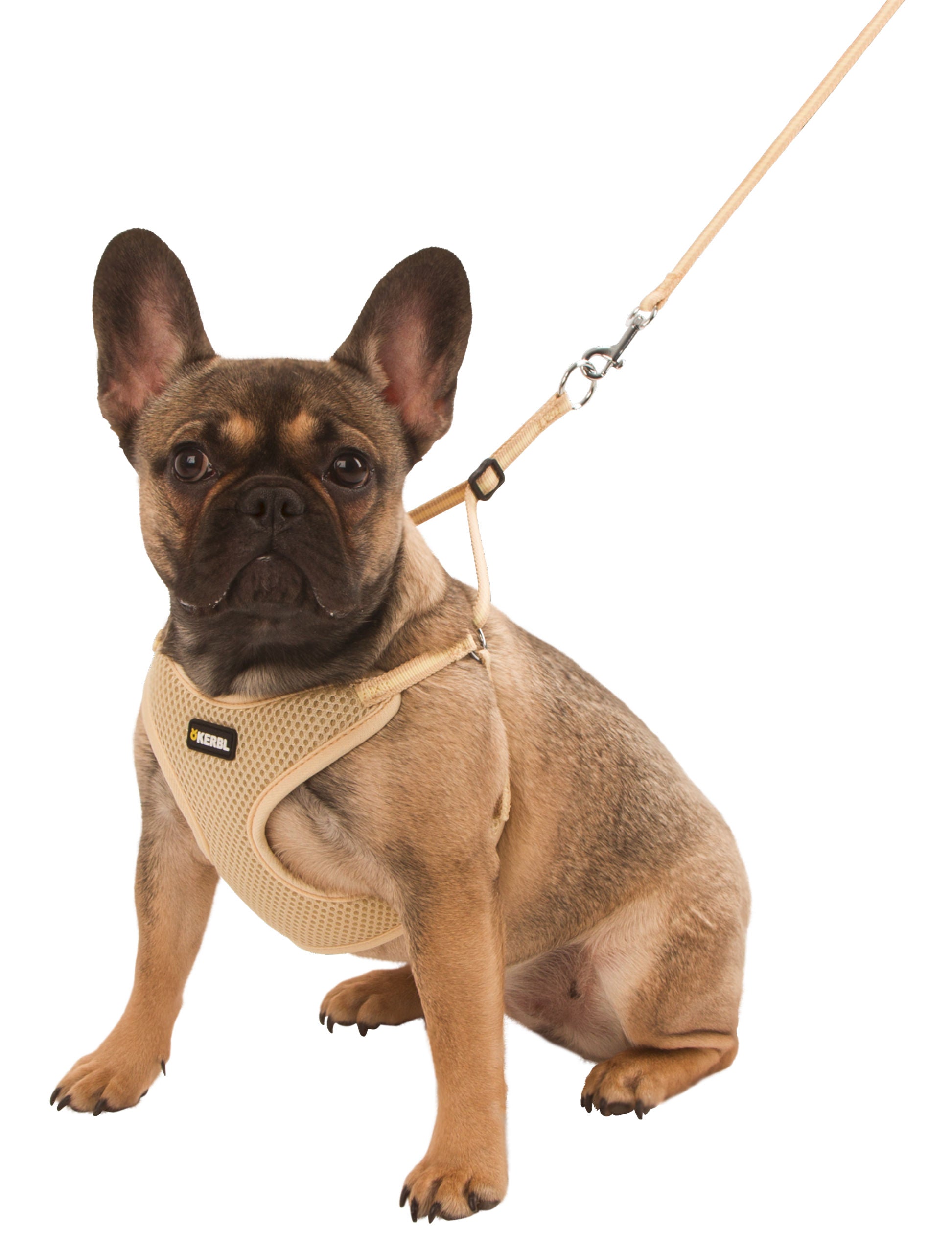 OPRSNICA Puppy 24-44cm/10mm s povodcem