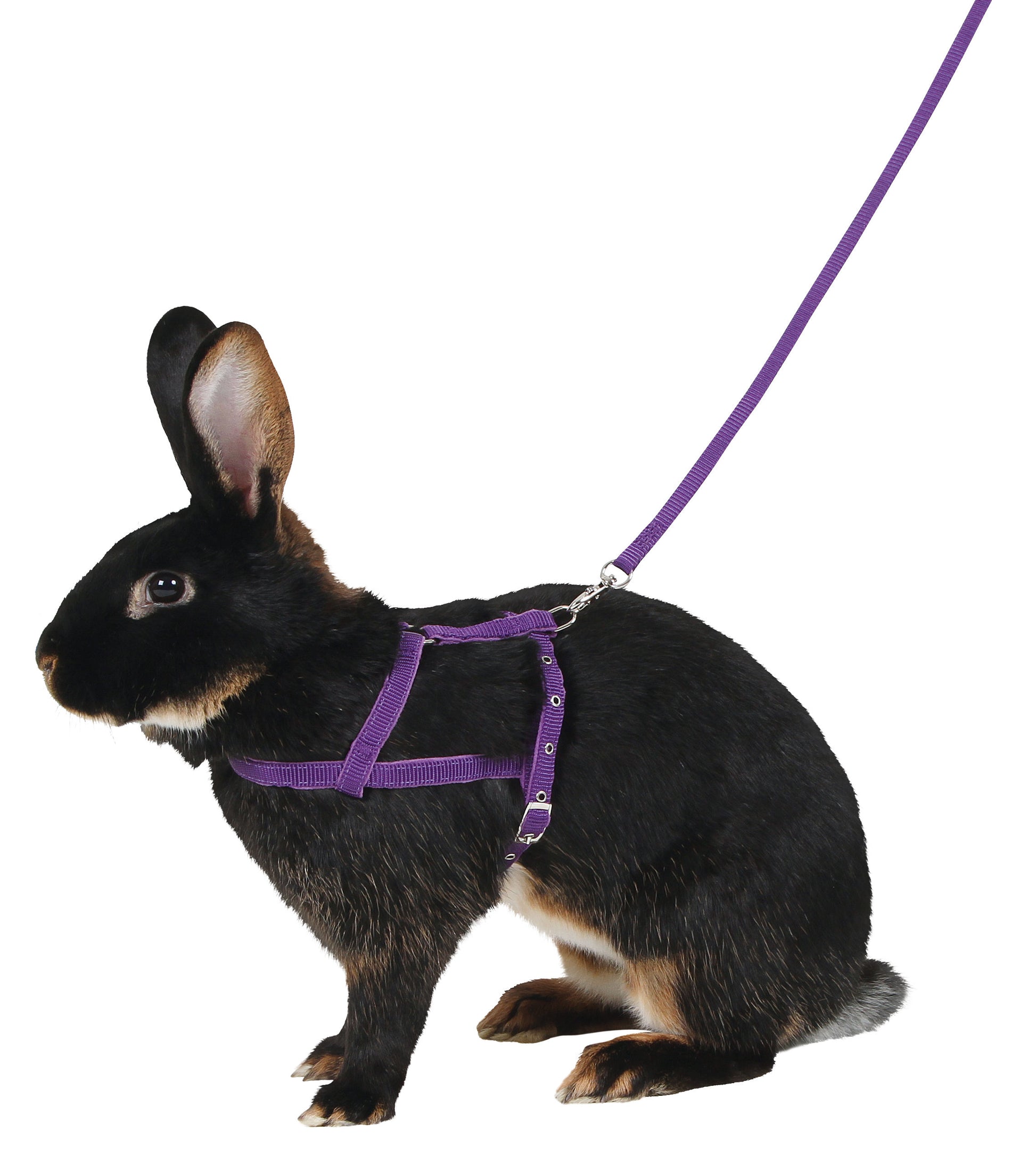 OPRSNICA Agility 34-50cm s povodcem 2m