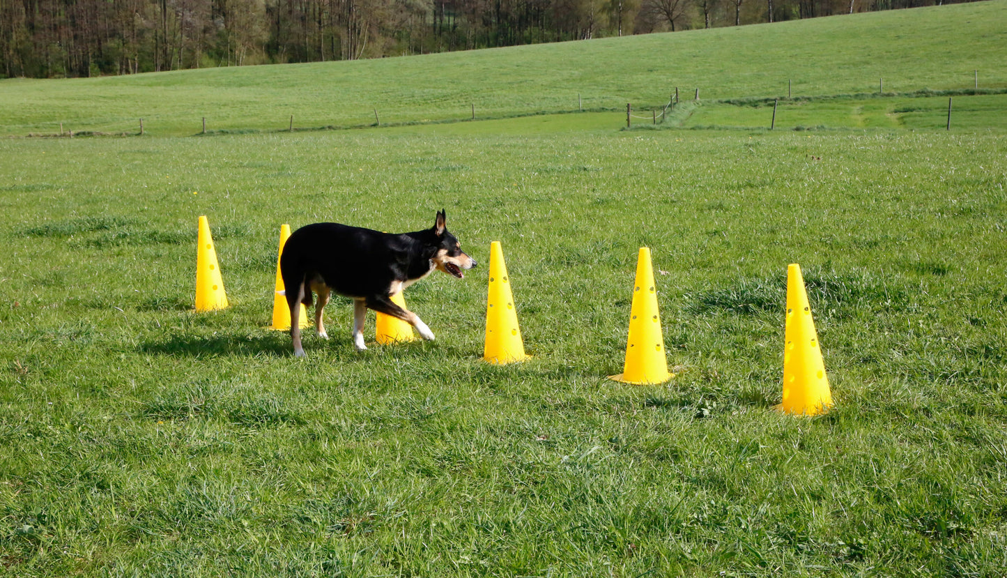 AGILITY ovire s stožci - rumen