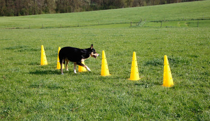 AGILITY ovire s stožci - rumen