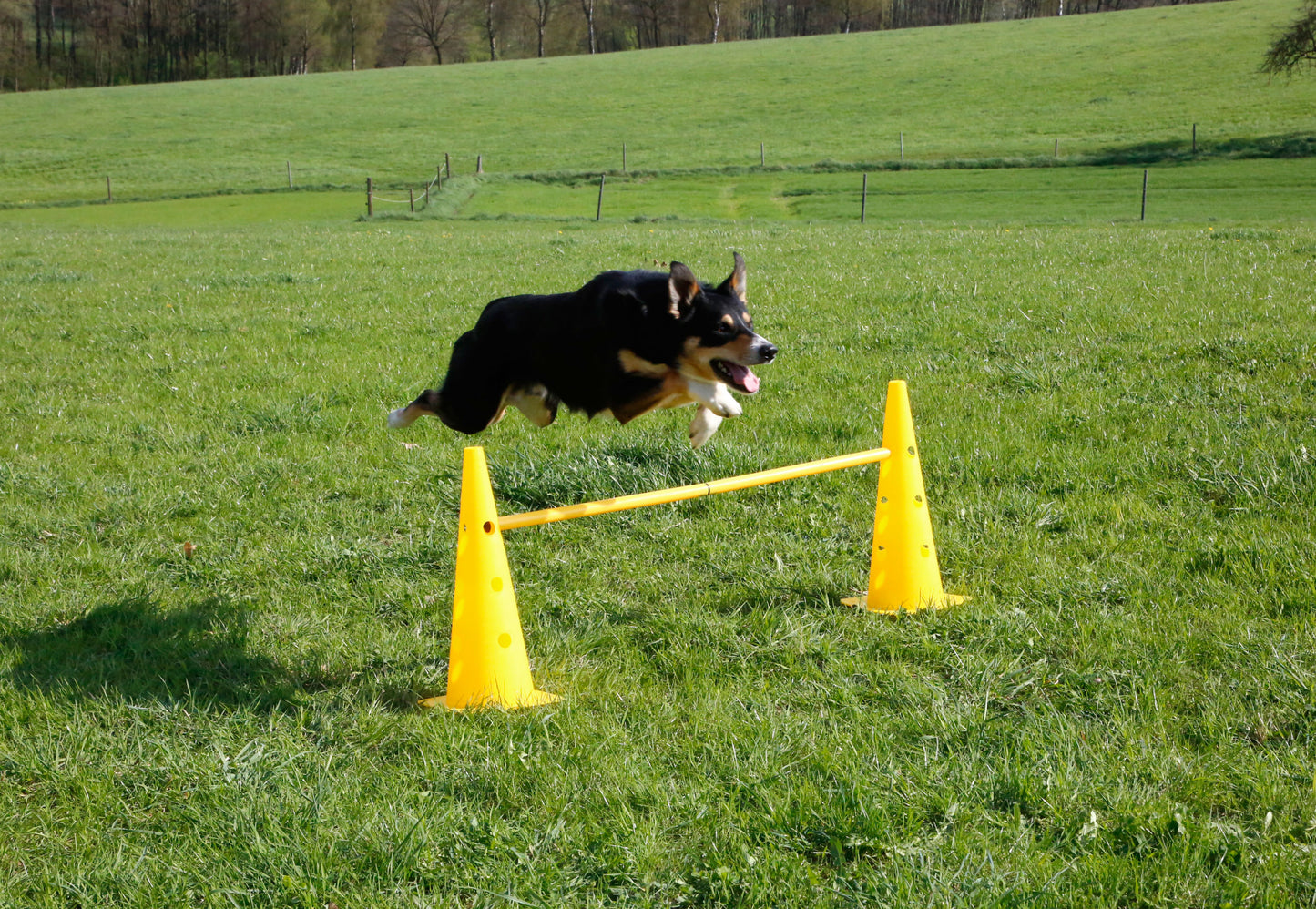 AGILITY ovire s stožci - rumen