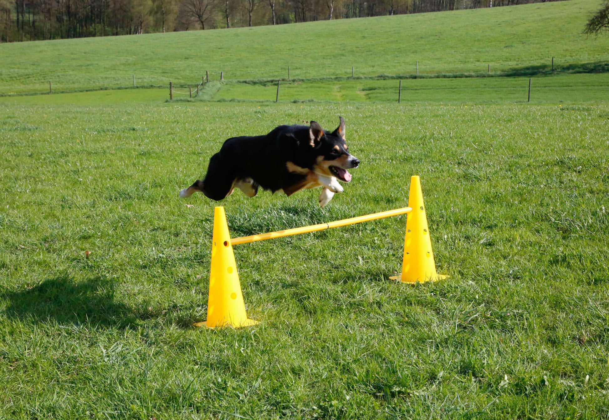 AGILITY ovire s stožci - rumen
