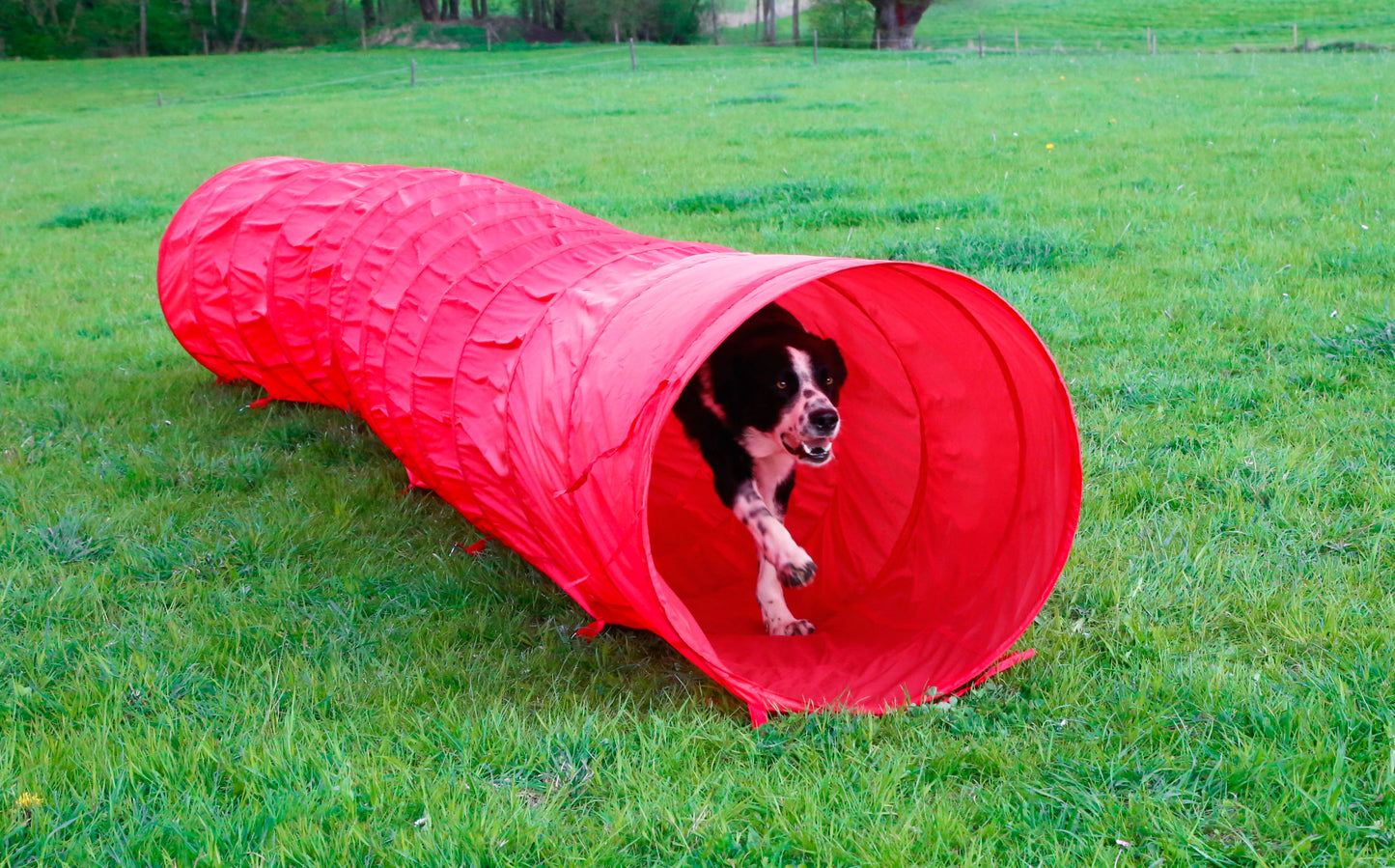 AGILITY tunel za psa - 5mx60 cm