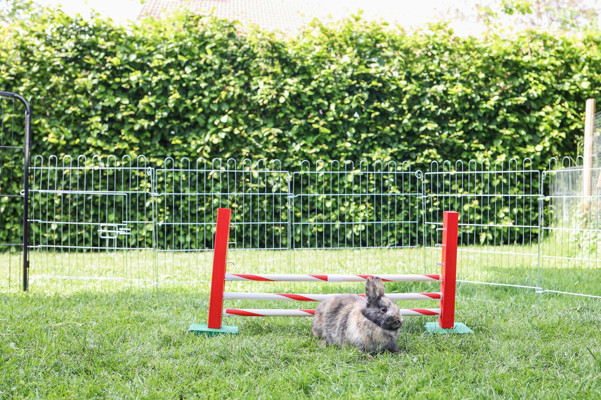 AGILITY skakalne ovire za  glodalce  Upright - 70x5x35cm