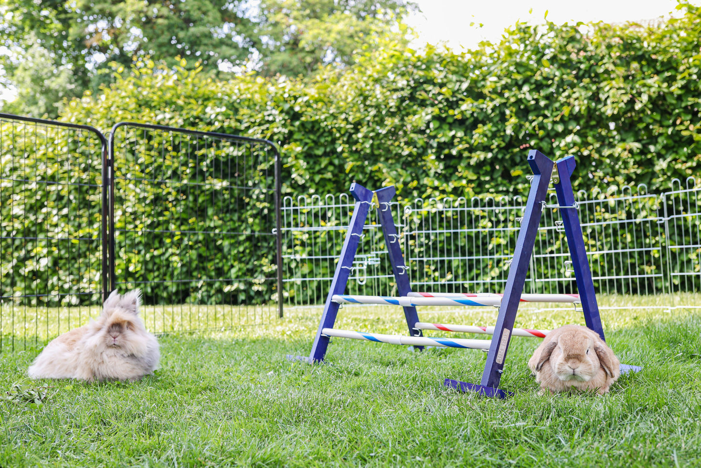 AGILITY skakalne ovire za glodalce Combo
