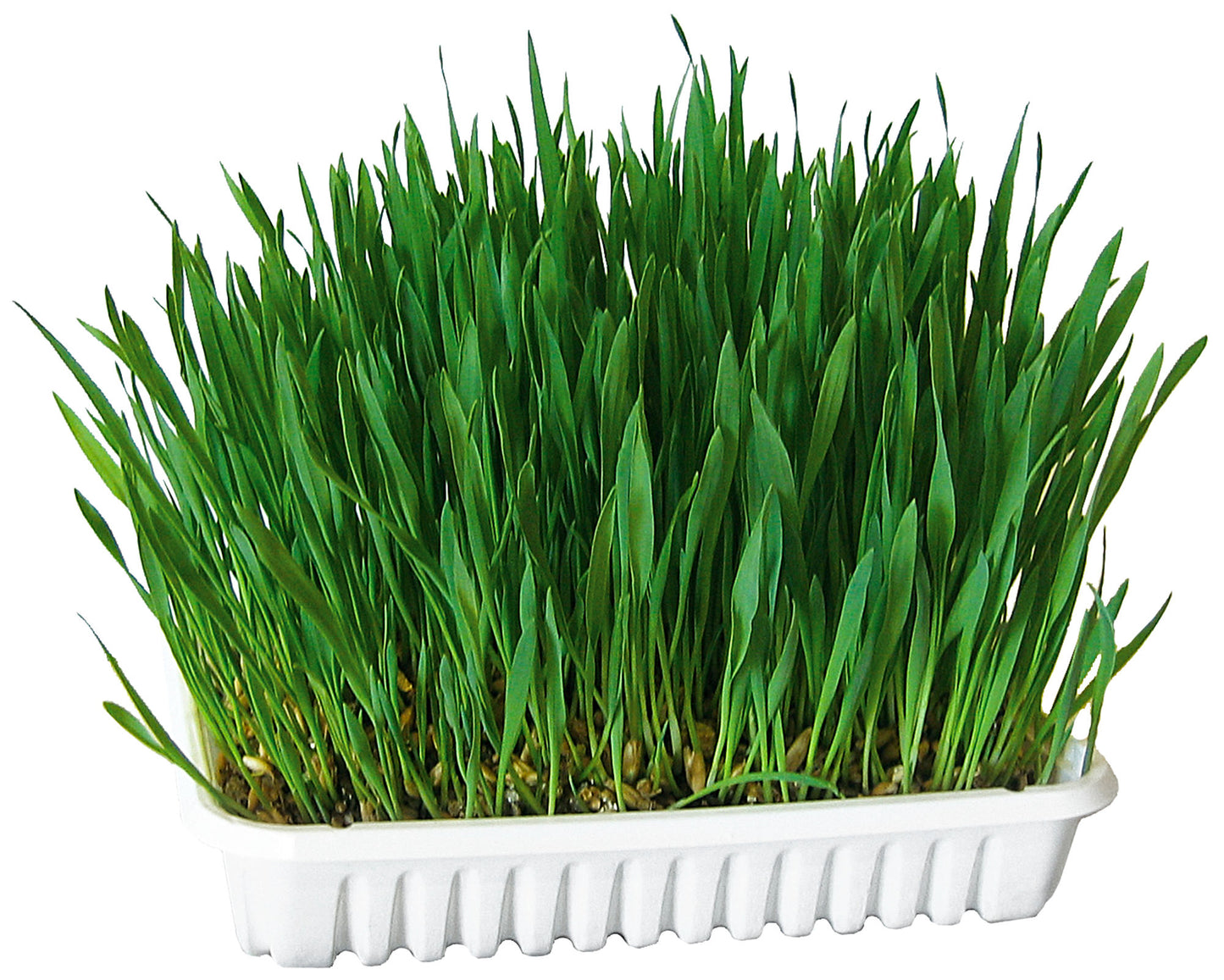 Trava za glodavce 100g