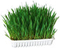 Trava za glodavce 100g