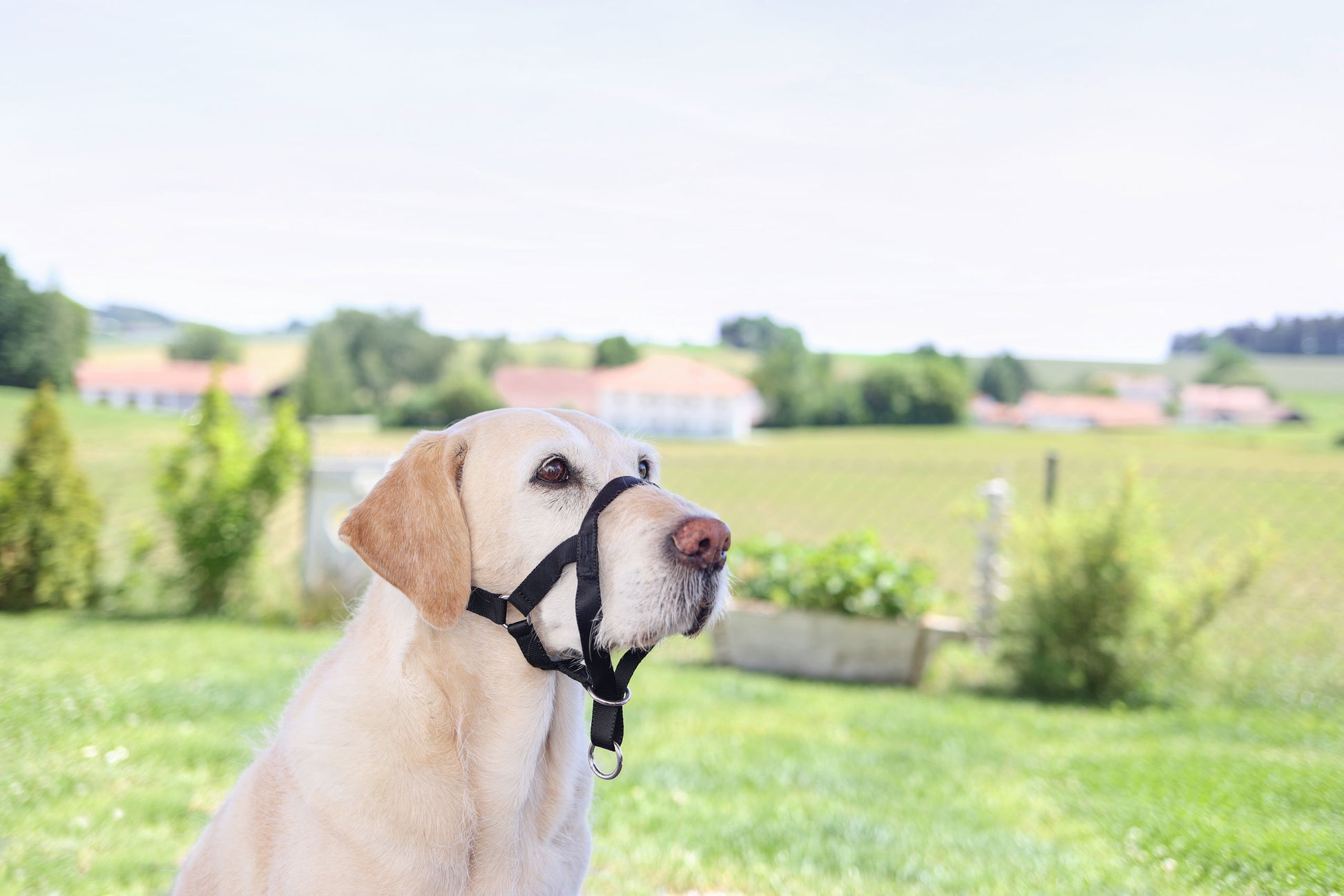 MAXI COACH velikost 6 crna < 54 cm