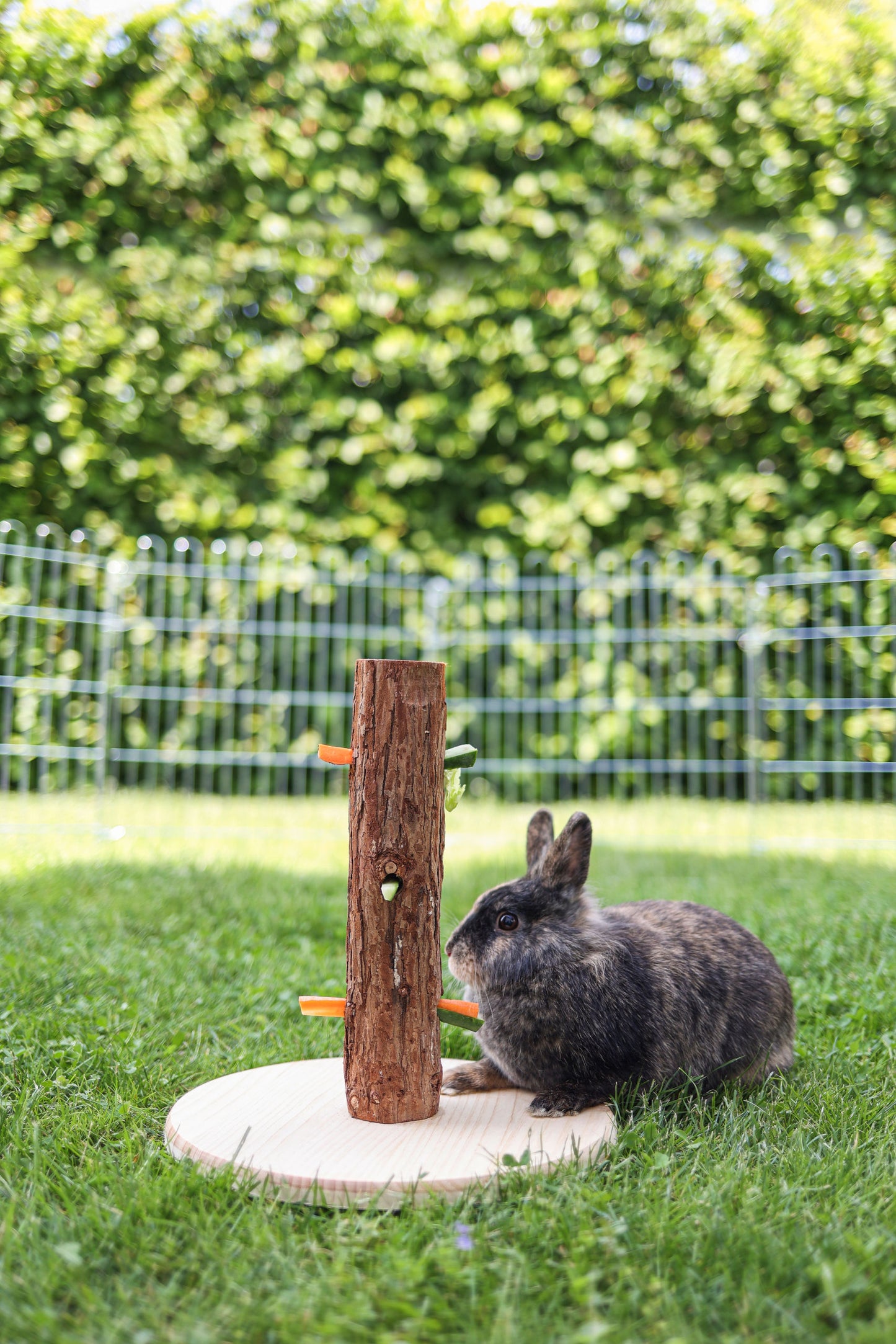 Krmno steblo, višina: 30 cm