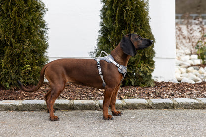 Oprsnica za psa Fitty, siva, 20 mm x 38 - 62 cm